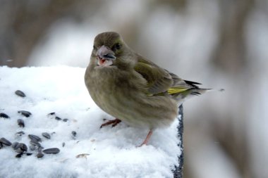 Karda dikilmiş ayçiçeği çekirdeklerini yiyen dalgalı tüyleri olan dişi bir ispinozun portresi.