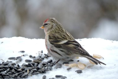 Alnında parlak kırmızı bir leke ve karda duran kırmızı bir göğsü olan ve ayçiçeği çekirdeklerini yiyen, bulanık bir arka planı olan bir erkek.