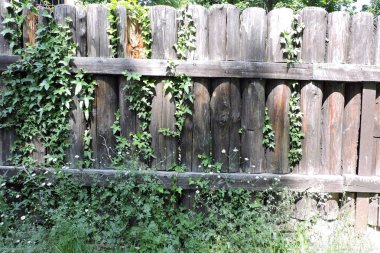 Güneş ışığında eski bir çite tırmanan her zaman yeşil bir sarmaşık.