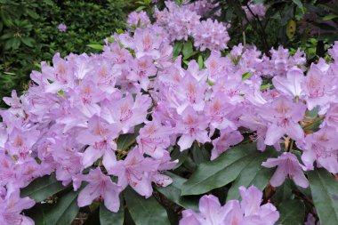 Mor rhododendron çiçekleri ve yeşil yapraklar yakın planda.