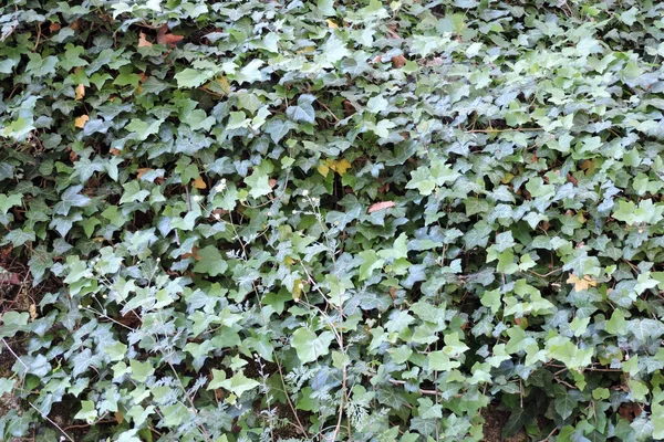 Зеленый Плющ Листья Крупным Планом — стоковое фото