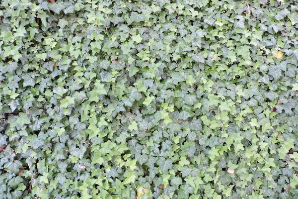 Зеленый Плющ Листья Крупным Планом — стоковое фото