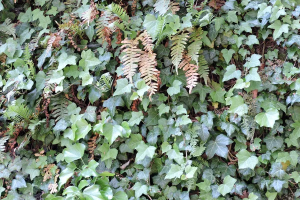 Grüne Blätter Von Efeu Und Farnen Nahaufnahme — Stockfoto