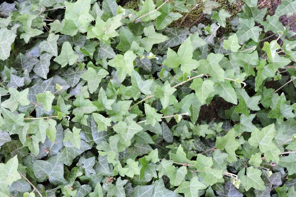 Grüner Efeu Blättert Großaufnahme — Stockfoto