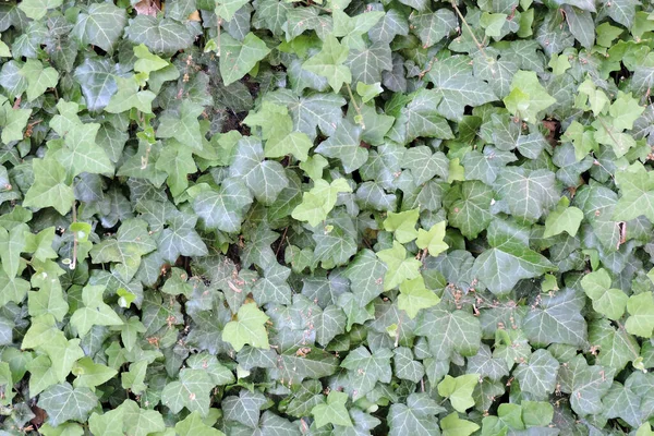 Folhas Hera Comuns Verdes Close — Fotografia de Stock