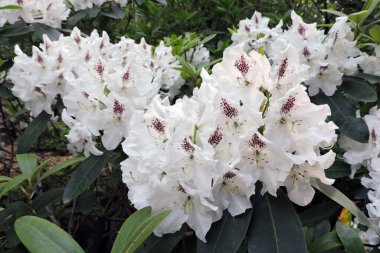 Beyaz rhododendron çiçekleri, yakın planda kırmızı noktalar, arka planda yeşil yapraklar.