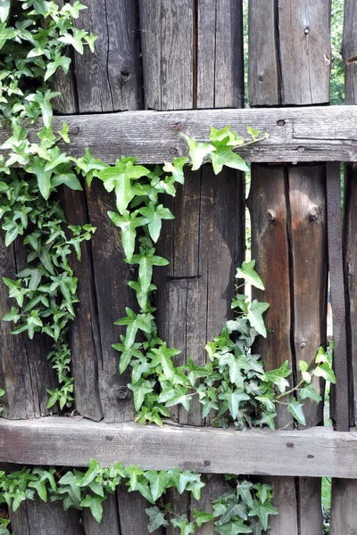 Věčně Zelený Břečťan Slunci Šplhající Starém Dřevěném Plotě — Stock fotografie