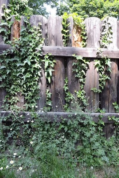 Вечнозеленый Плющ Солнечном Свете Взбирающийся Старый Гниющий Бревенчатый Забор — стоковое фото