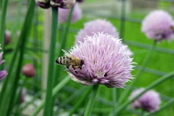 stock image A close-up of a bee sitting on a pale purple chives flower, blurred buds and green leaves in the background