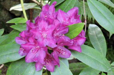Mor rhododendron çiçekleri ve yeşil yapraklar yakın planda.