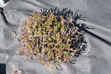 Baharda budanmış bir kenevir sapı yakın plan.