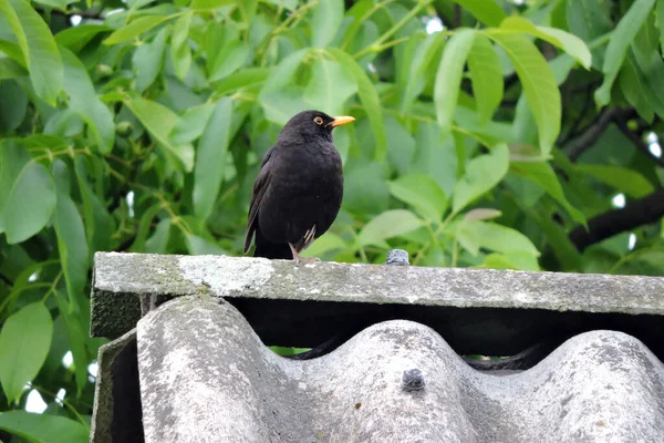 Portrait Male Eurasian Blackbird Standing One Leg Roof Made Asbestos — Stock Photo, Image