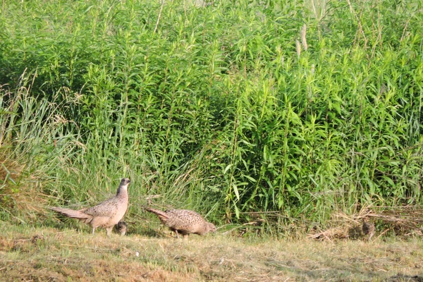 在阳光下 两只棕色的母野鸡和小鸡在草地上散步的肖像 — 图库照片