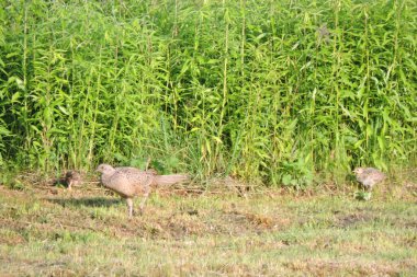 Kahverengi bir dişi sülünün portresi ve güneş ışığında çayırda yürüyen iki civciv.
