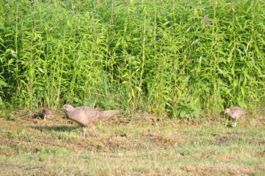 Kahverengi bir dişi sülünün portresi ve güneş ışığında çayırda yürüyen iki civciv.