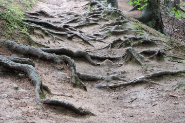 # Dağlardaki ormandaki patikada # # Uzun, eğri ağaç kökleri #