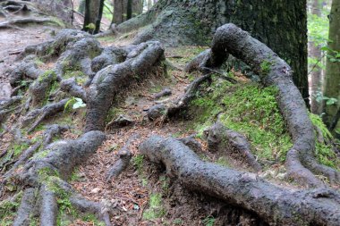 Garip, eski eğri ağaç kökleri, biraz yeşil yosun ve dağlardaki ormanda bir ağaç gövdesi.
