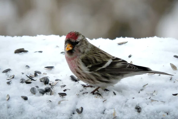 A male common redpoll with a bright red patch on its forehead and a red breast standing in snow and eating sunflower seeds, blurred background