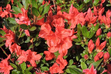 Kırmızı açelya çiçekleri ve güneş ışığında yeşil yapraklar.