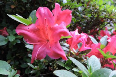 A pink azalea flower and green leaves in the sunlight
