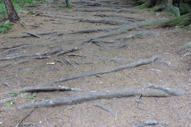 Long old tree roots on the path in the forest in the mountains, dry brown leaves