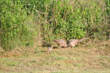 Brown female pheasants and some chicks eating worms in the meadow in the sunlight