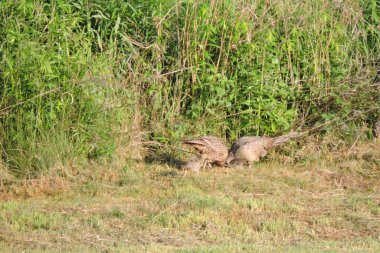 Brown female pheasants and some chicks eating worms in the meadow in the sunlight