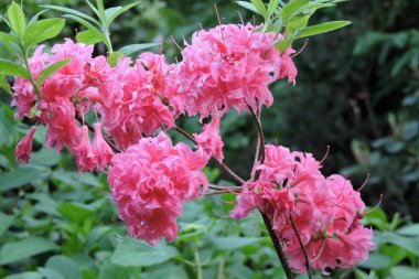 Pembe rhododendron çiçekleri ve yakın plan yeşil yapraklar.