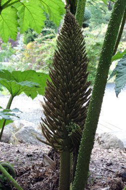 A Brazilian giant-rhubarb flower, some green leaves in the background