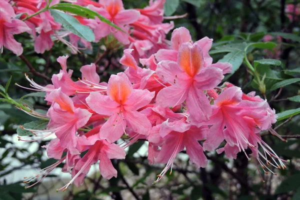 stock image Pink a boo azalea flowers in close-up