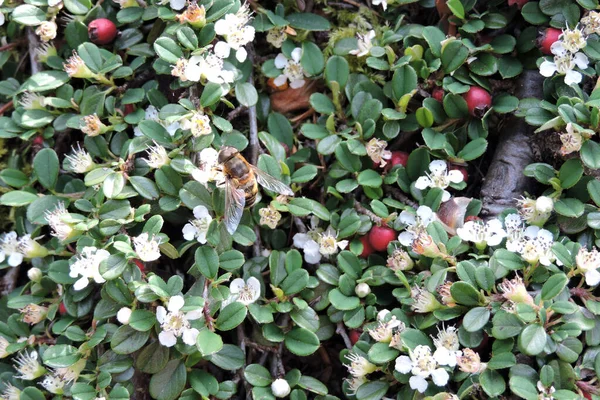 Eine Biene Bestäubt Eine Weiße Blüte Einer Cotoneaster Hintergrund Rote — Stockfoto