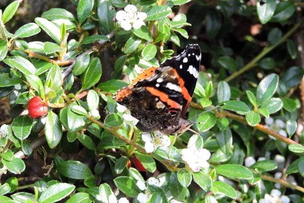A red admiral butterfly with partially open wings sucking nectar from a white flower of a cotoneaster in the sunshine, red fruit, green leaves
