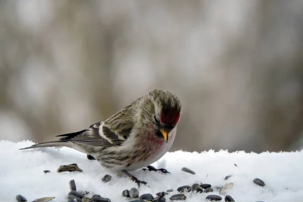 A male common redpoll with a bright red patch on its forehead, a red breast and feathers raised on its head standing in snow and eating sunflower seeds, blurred background