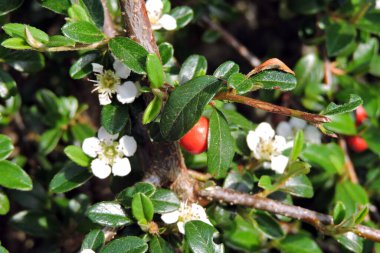 Kronometre beyaz çiçekler, kırmızı meyve ve yeşil yapraklar. 