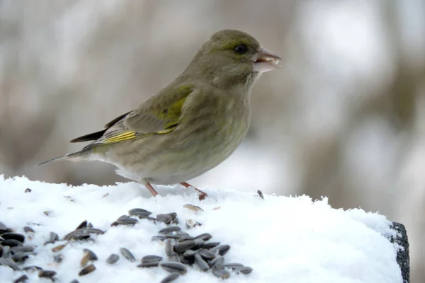 A portrait of a female greenfinch standing in snow and eating sunflower seeds