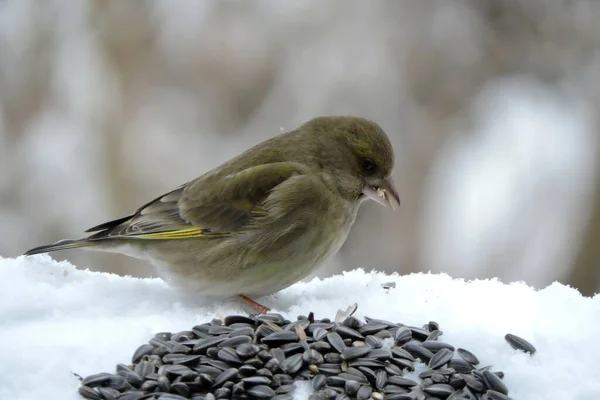 A portrait of a female greenfinch standing in snow and eating sunflower seeds