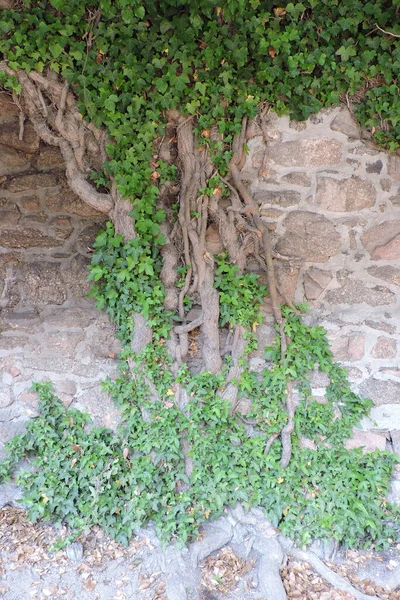 Evergreen Common Ivy Climbing Stone Wall Old Woody Crooked Stems — стоковое фото