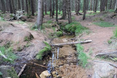 Kamieczyk Dağı deresi bir ormanın içinden akıyor, yerde biraz çöp, uzun ağaç gövdeleri