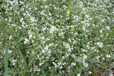 Beyaz çiçekler ve yeşil yapraklar bir çalı ağacından