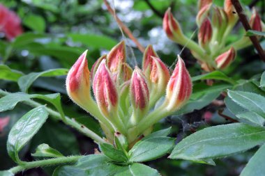 Geniş bir açelyanın pembe tomurcukları ve yeşil yaprakları yakın planda 