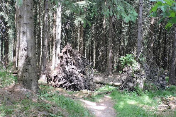 Höga Trädstammar Med Torra Grenar Fallna Träd Solstrålar Läskig Läskig — Stockfoto