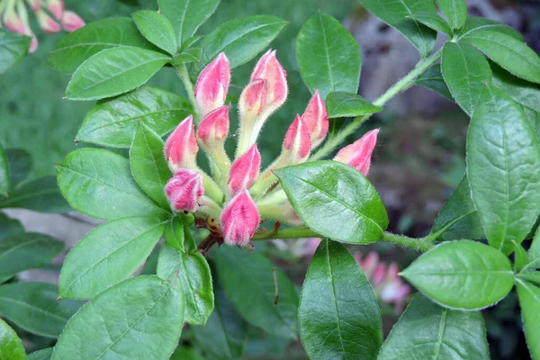 Рожеві Бруньки Зелені Листочки Квітучої Азалії Кіліан Зблизька — стокове фото
