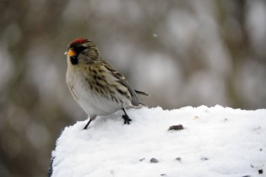 Alnında parlak kırmızı bir leke olan, kar altında bulanık arka planda duran bir kadının portresi.