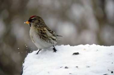 Alnında parlak kırmızı bir leke olan, kar altında bulanık arka planda duran bir kadının portresi.
