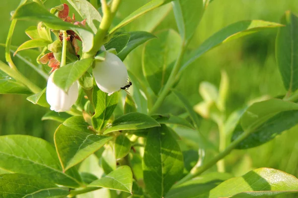Detailní Záběr Bílé Květy Borůvek Severního Křoví Zelené Listy Slunci — Stock fotografie