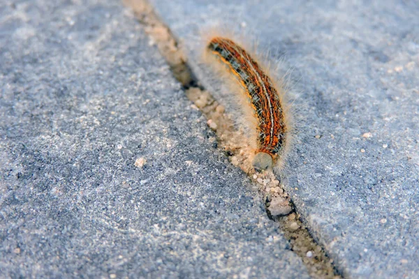 カラフルな地面の欠如 マラコソマ の冬虫夏草 灰色の背景 — ストック写真