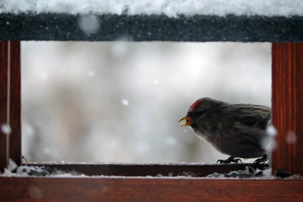 一种红色的雌鸟 额头上有一块鲜红的斑斑 栖息在木制的喂食器里面 吃葵花籽 多雪的天气 — 图库照片