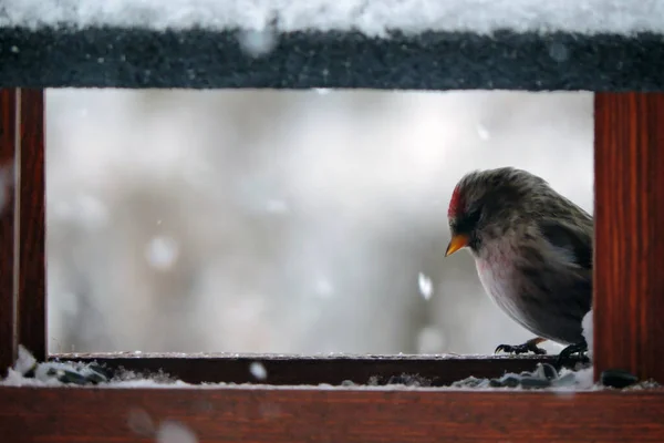 一种红色的雌鸟 额头上有一块鲜红的斑斑 栖息在雪地里的木制喂食器里面 — 图库照片