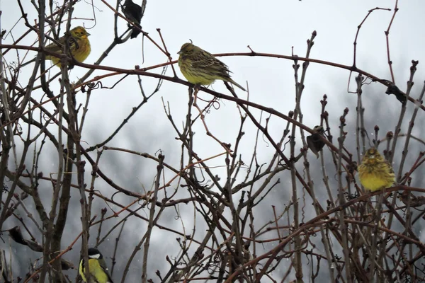 Three Yellowhammers Great Tit Sitting Leafless Branch Grey Sky Background — Fotografia de Stock