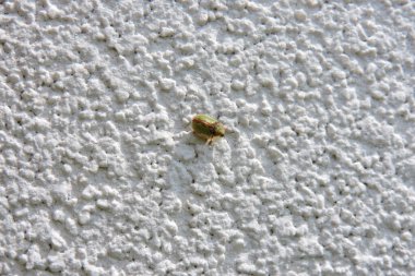 Beyaz arka planda yeşil kaplumbağa böceğinin yakın çekimi.